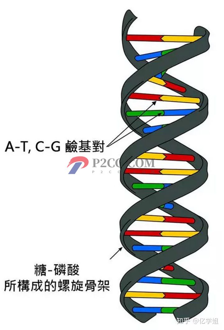 查出染色體異常對生孩子有什么影響(圖2)