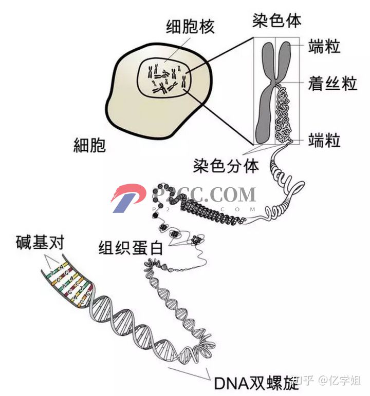 查出染色體異常對生孩子有什么影響(圖1)