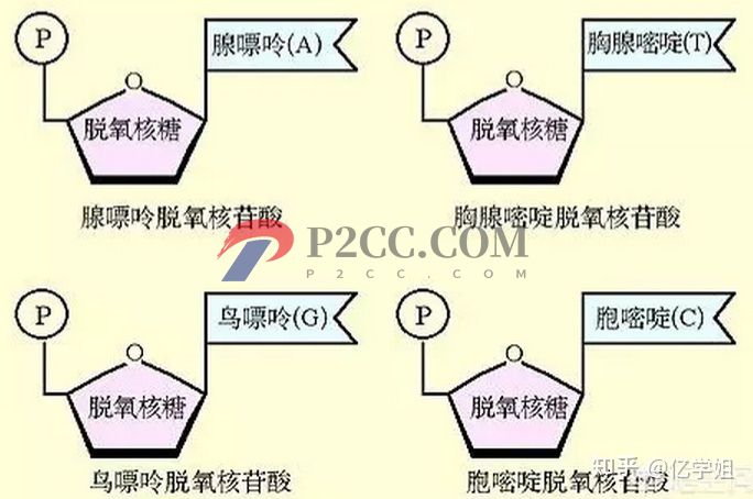 查出染色體異常對生孩子有什么影響(圖3)