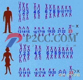 查出染色體異常對生孩子有什么影響(圖4)