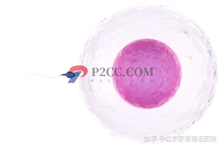 除了試管,這個高性價比的助孕技術你一定得知道(圖1)
