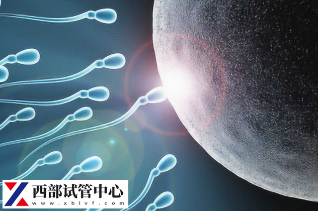 卵子和精子結合會形成受精卵