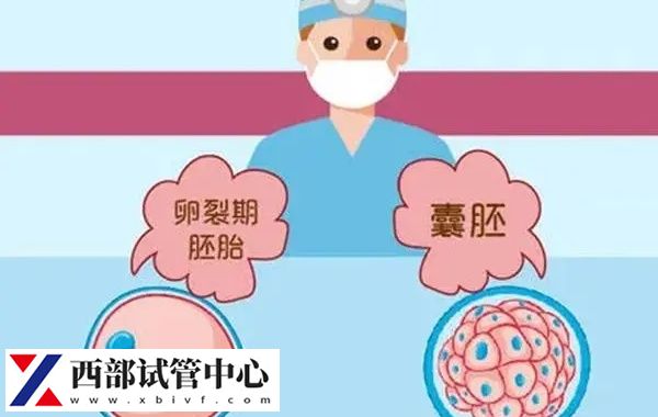 4級囊胚的著床成功率50-60%