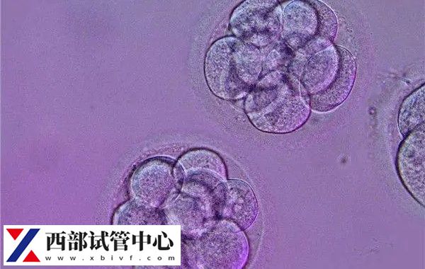 囊胚等級至少要達(dá)到4bc以上保證成功率