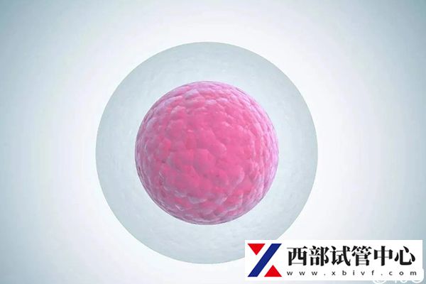 卵子質量會影響試管成功率