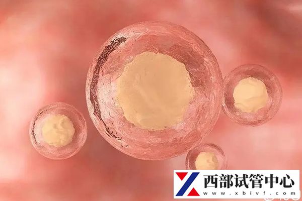 先進試管設(shè)備能更好培育胚胎