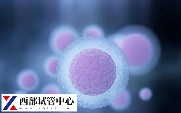 理想的卵泡數(shù)量范圍是8-15個(gè)