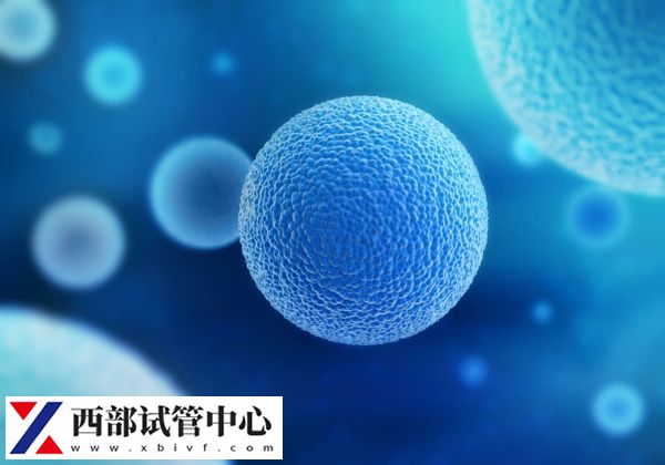 供精試管一次可以結(jié)合8-15個(gè)卵泡